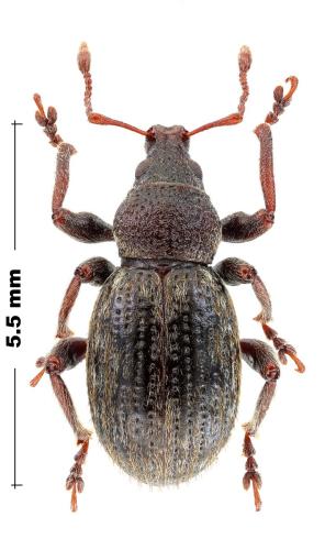 Chaerocephalus sp.